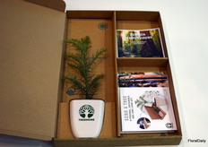 Treemore, is developed together with Bato.